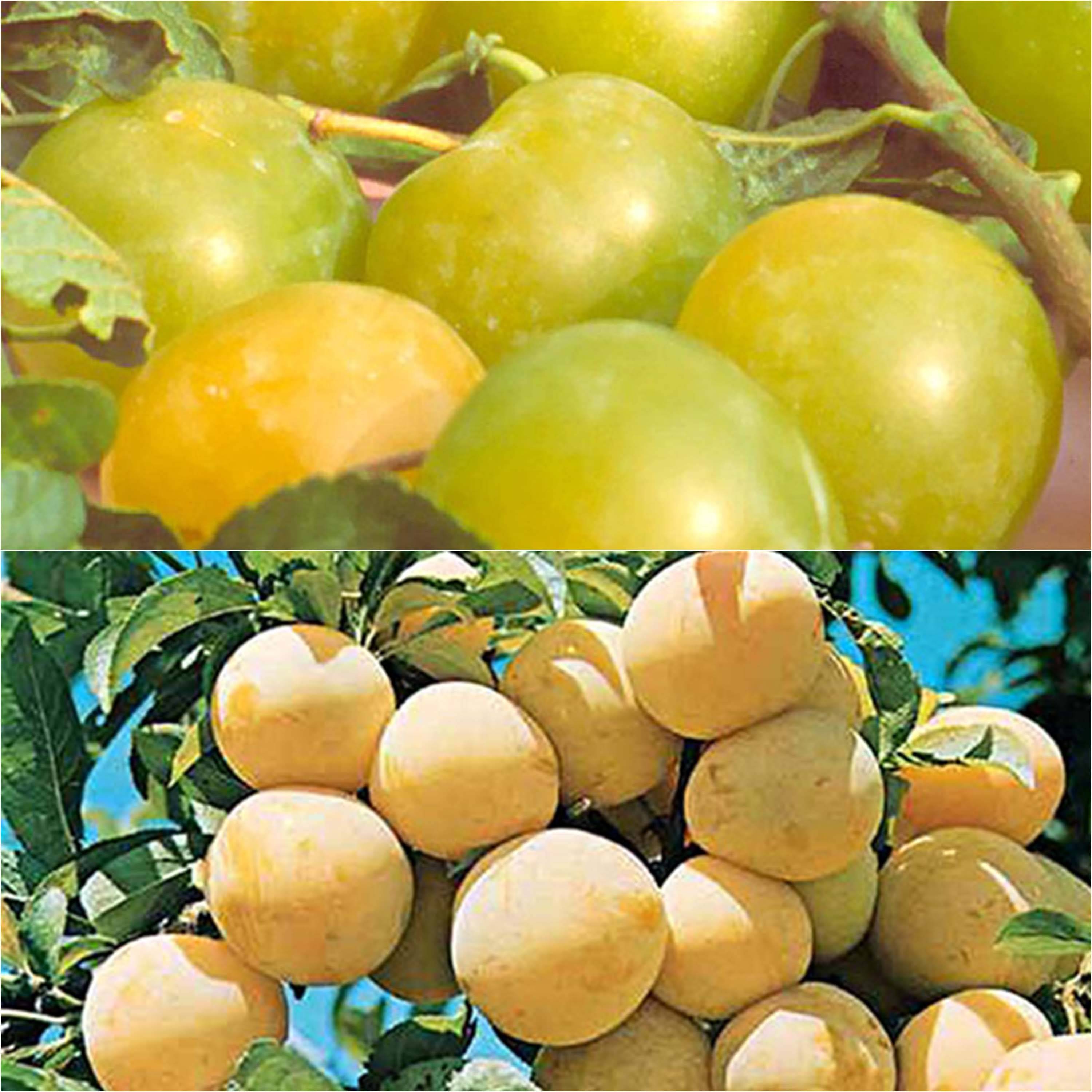 Promesse de Fleurs - Duo pollinisateur reines claudes colorées en gobelet - Collection de 2 plantes
