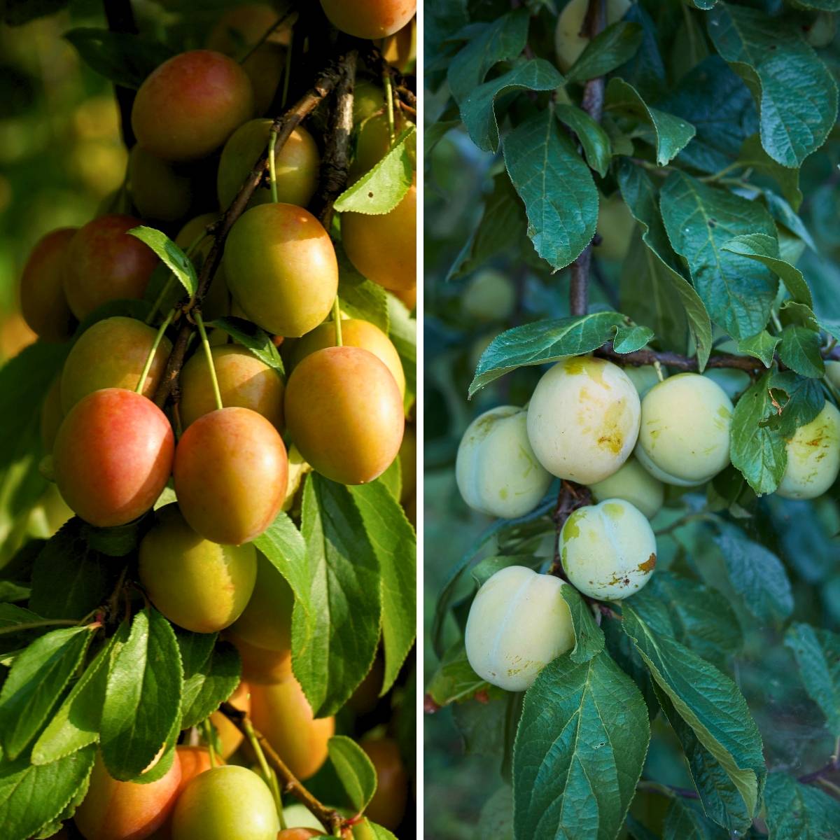 Promesse de Fleurs - Duo pollinisateur reines claudes colorées en gobelet - Collection de 2 plantes