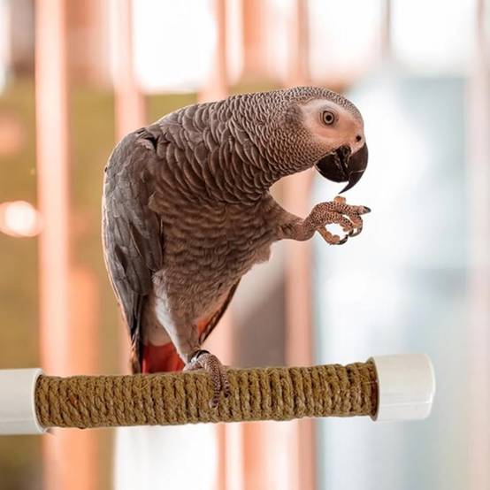 DtopbuyAge - Perchoir Ventouse Accessoire Oiseaux - Image 2