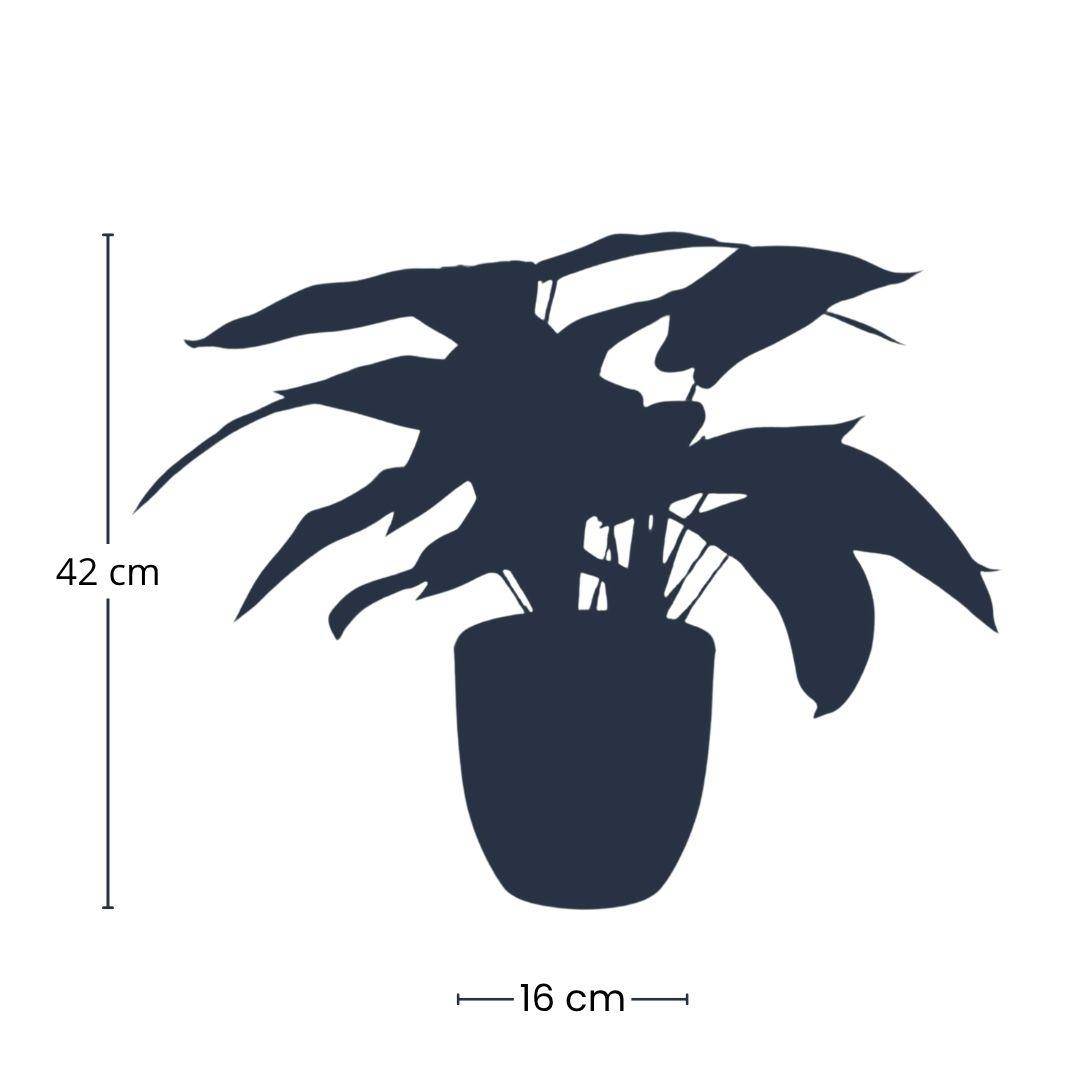 Plante Artificielle Calathea Zebrina Réaliste Pot Noir Déco Intérieur 42 cm - ComfortXL Green Living - Image 3