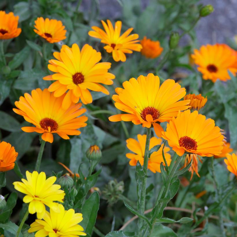 Promesse de Fleurs - Graines de Calendula ou Souci orange simple BIO  le sachet de 200 graines environ (1,5g)