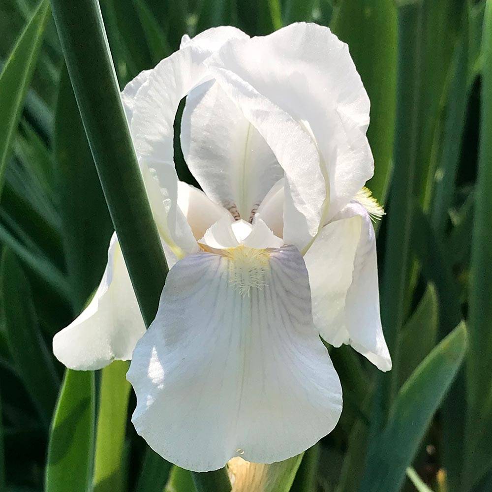 Iris pumila Bright White - Iris des Jardins nain Godet de 8/9 cm