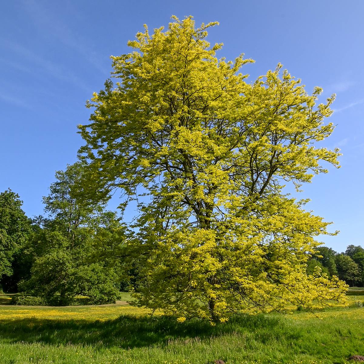 Févier d'Amérique doré - Gleditsia triacanthos Sunburst Pot de 7,5L/10L, Baliveau - Image 1