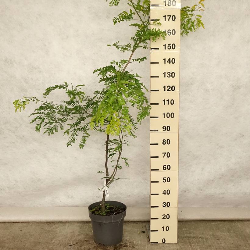 Févier d'Amérique doré - Gleditsia triacanthos Sunburst Pot de 7,5L/10L, Baliveau - Image 2