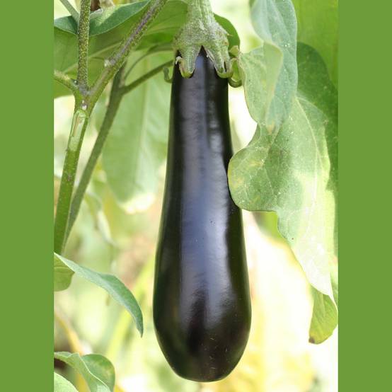 Promesse de Fleurs - Aubergine de Barbentane le sachet de 400 graines environ (2g)
