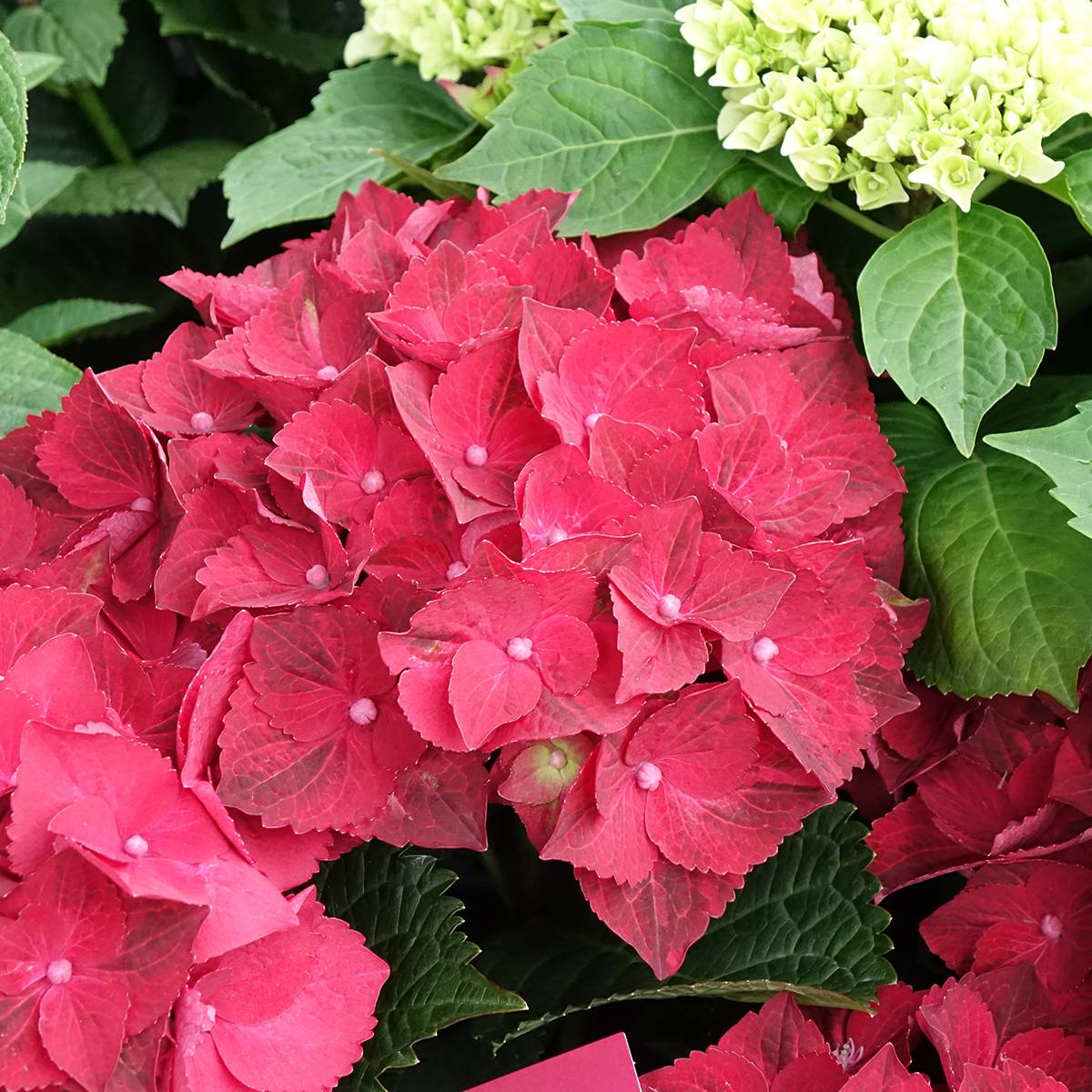 Hortensia - Hydrangea macrophylla Magical Ruby Tuesday Pot de 2L/3L ...