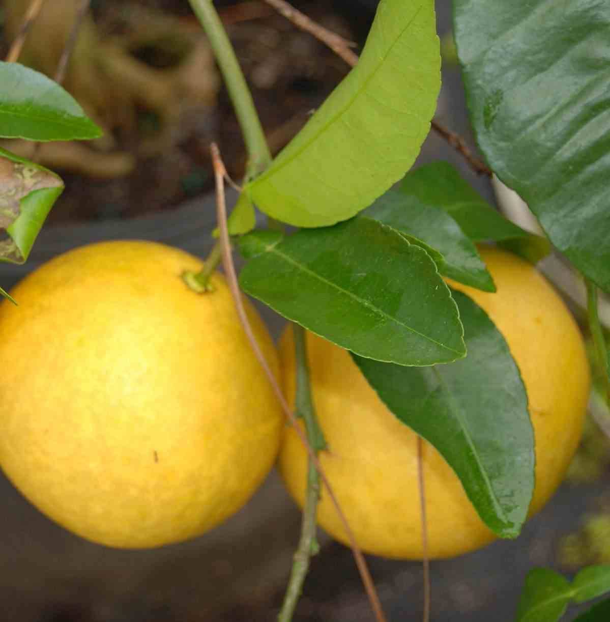 Sans Marque - Agrumes citrus x paradisii (pamplemoussier) Couleur floraison:Blanc - Taille:Pot de 7 litres ? 100/120 cm - Imagen 1