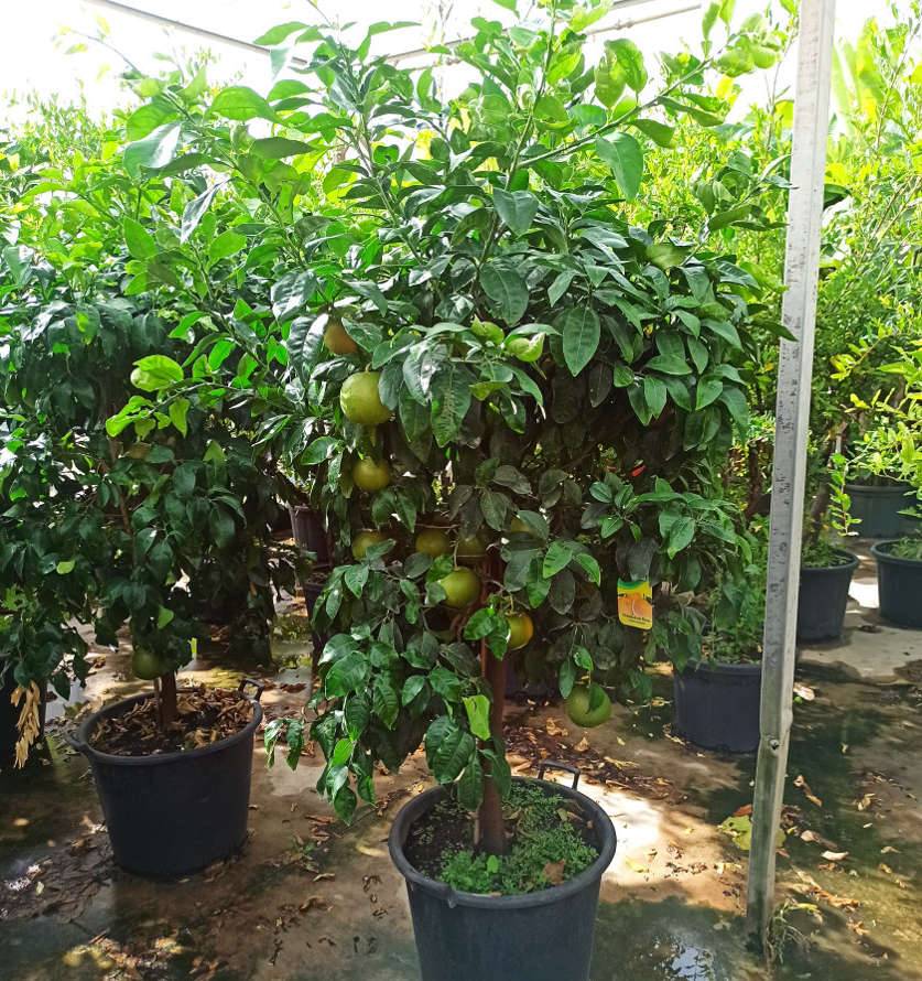 Sans Marque - Agrumes citrus x paradisii (pamplemoussier) Couleur floraison:Blanc - Taille:Pot de 7 litres ? 100/120 cm - Imagen 3