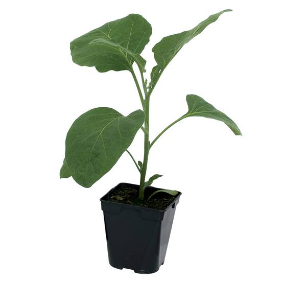 Plant de aubergine Baluroi f1 pot de 0,5 litre - Image 2