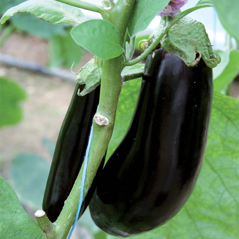 Plant de aubergine Baluroi f1  pot de 0,5 litre