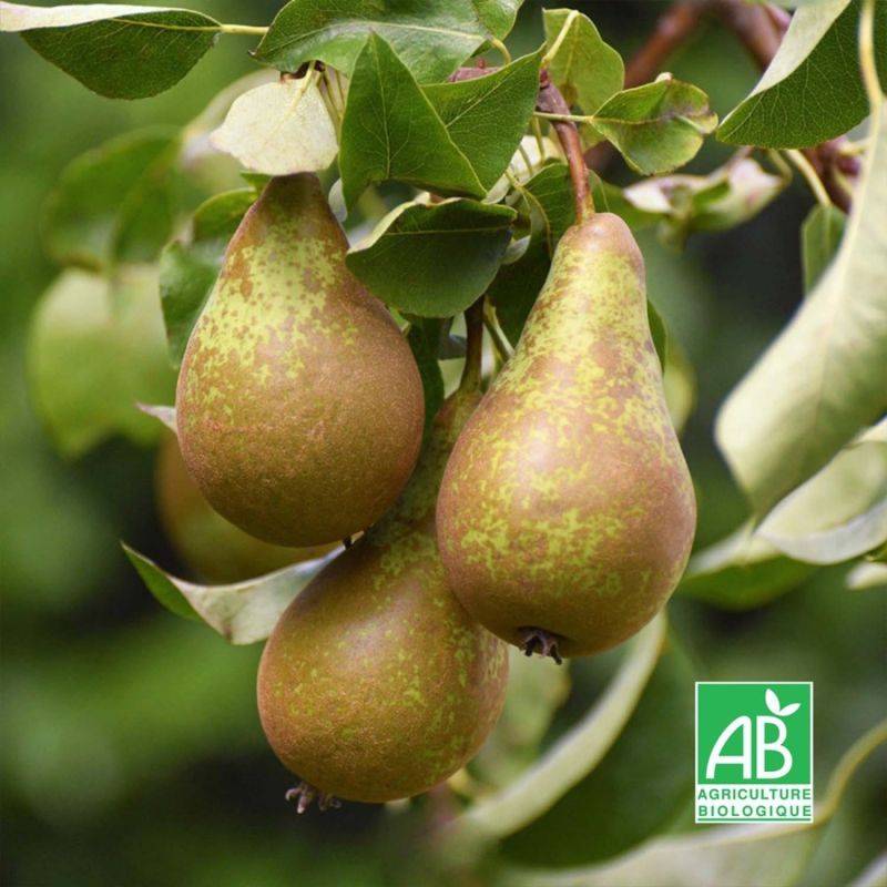 Poirier 'Conférence' BIO (Pyrus communis 'Conférence') - Scion de 100 à 150cm - Pépinières Naudet - Imagen 1
