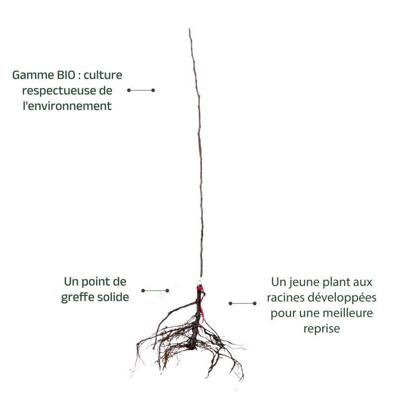 Poirier 'Conférence' BIO (Pyrus communis 'Conférence') - Scion de 100 à 150cm - Pépinières Naudet - Imagen 4