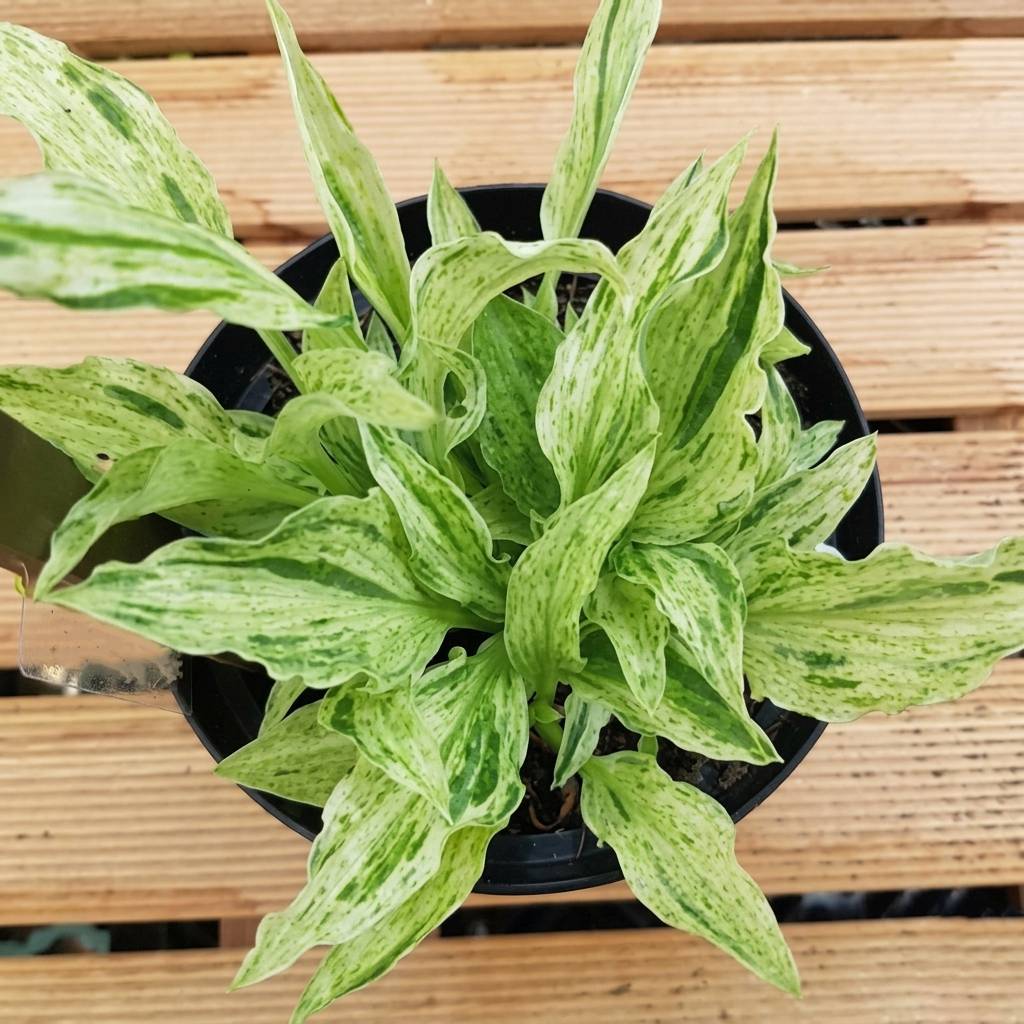 Promesse de Fleurs - Hosta London Fog Pot de 1,5L/2L