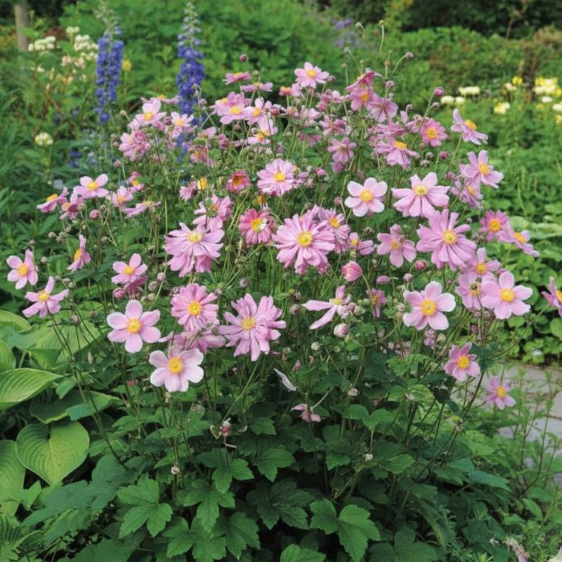 Anémone du Japon Prinz Heinrich à fleurs Rose/ - feuillage Caduc - Godet - 5/20 cm - Imagen 1