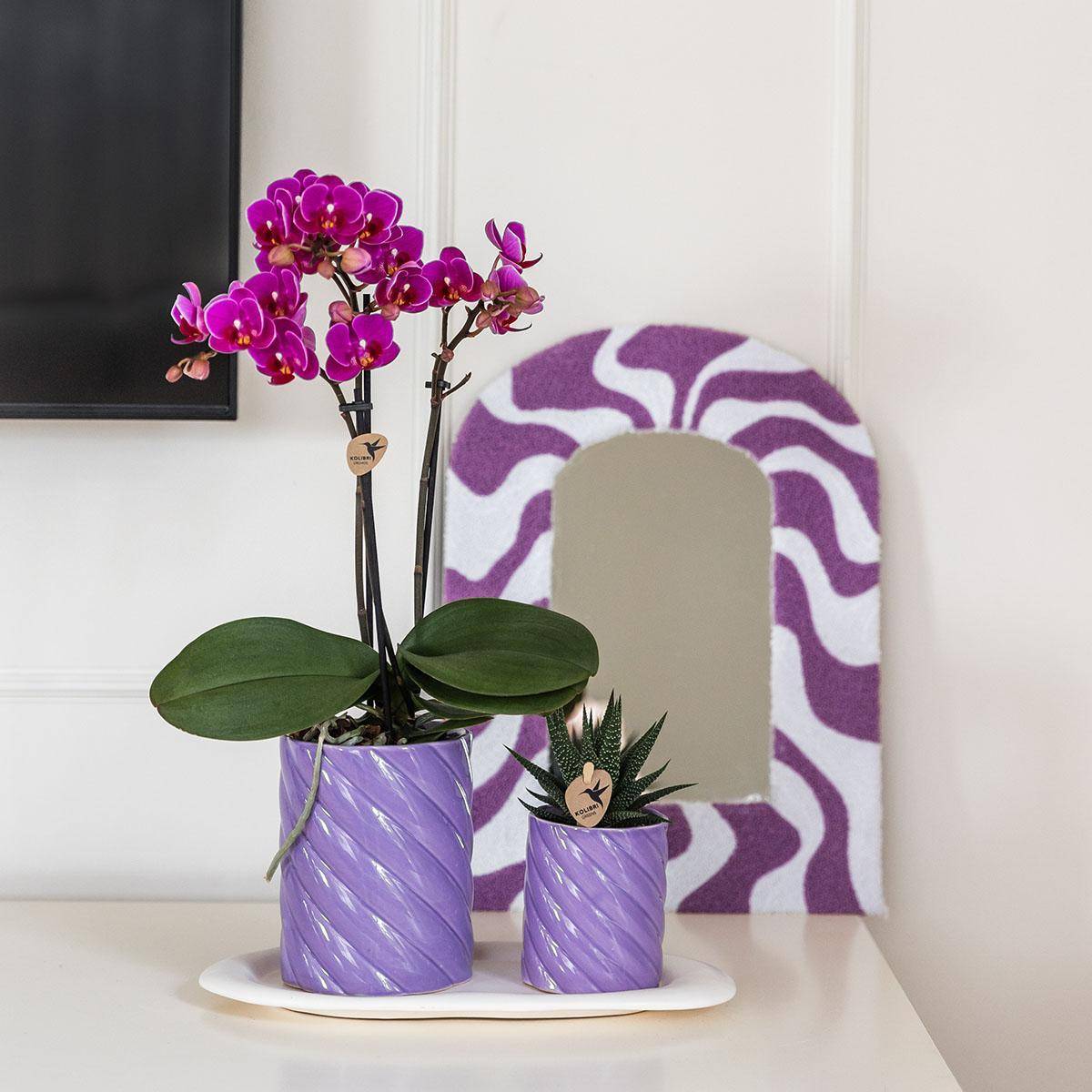 La Green Touch - Orchidée Morelia et Plante Verte en Pots Candy Sur Plateau - D9 - Image 1