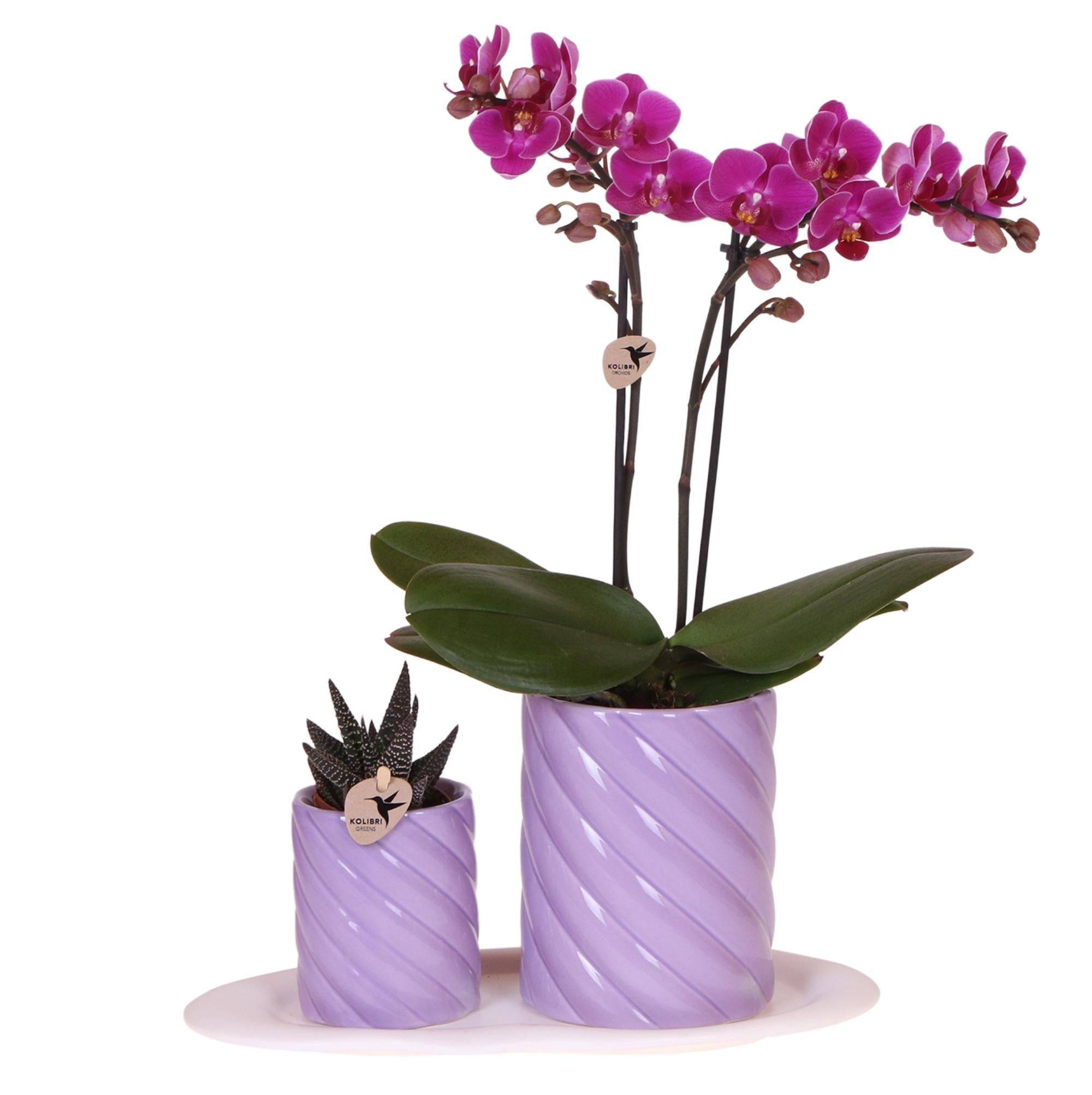 La Green Touch - Orchidée Morelia et Plante Verte en Pots Candy Sur Plateau - D9 - Image 2