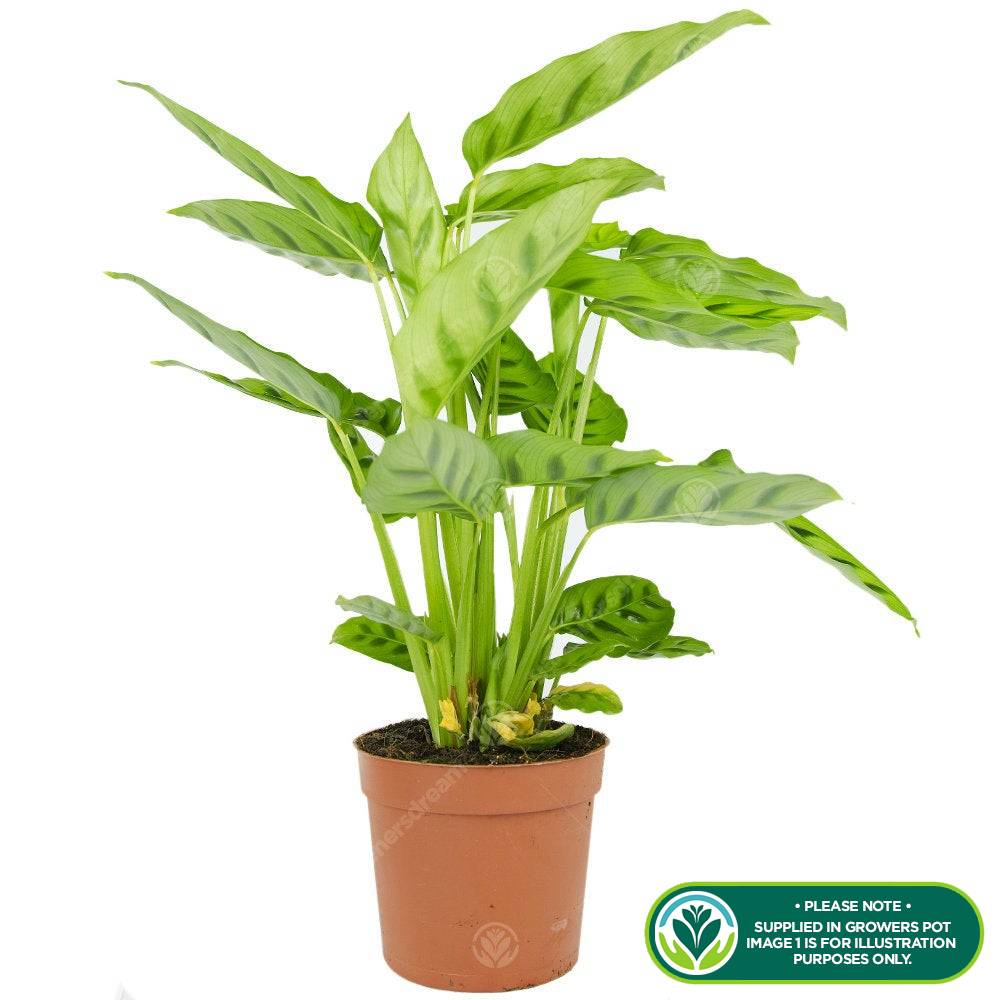 Gardenersdream - Calathea Leopardina - Plante D'Intérieur Vivante Et Panachée En Pot De 12 Cm - GardenersDream - Imagen 2