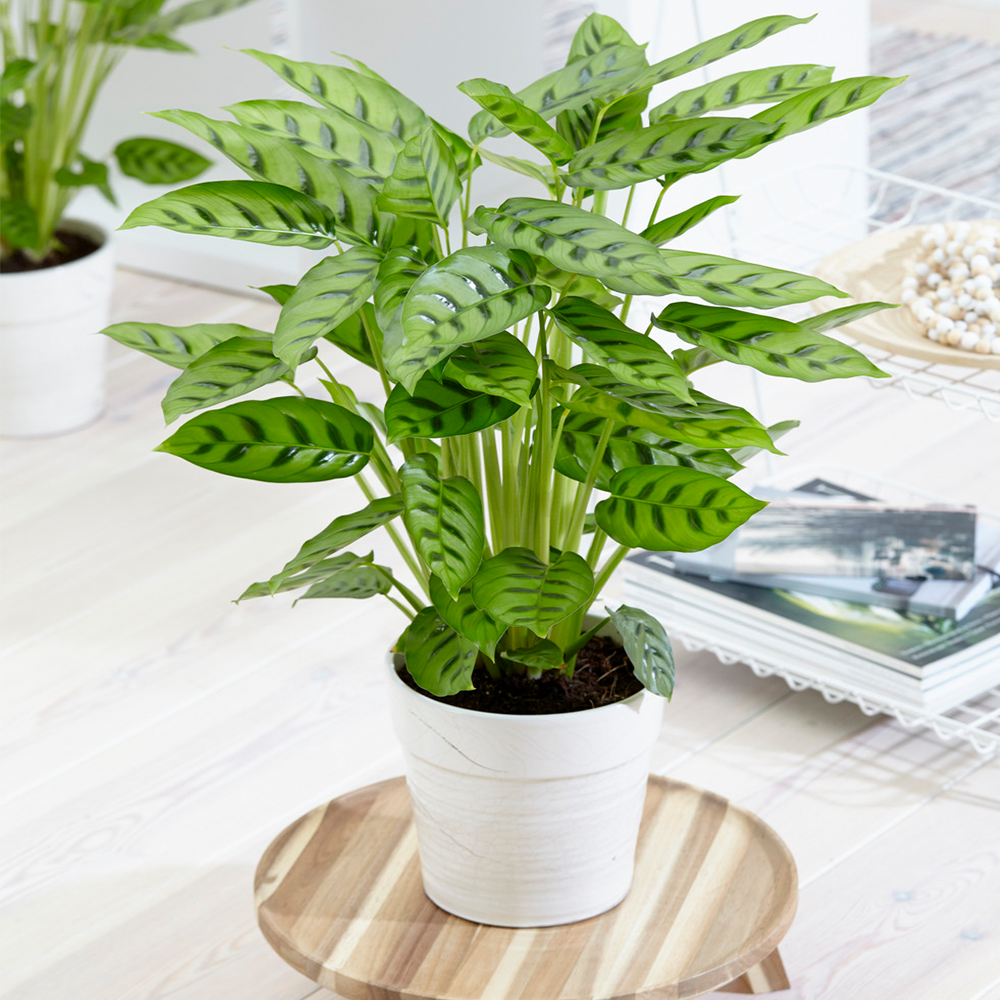 Gardenersdream - Calathea Leopardina - Plante D'Intérieur Vivante Et Panachée En Pot De 12 Cm - GardenersDream - Imagen 1