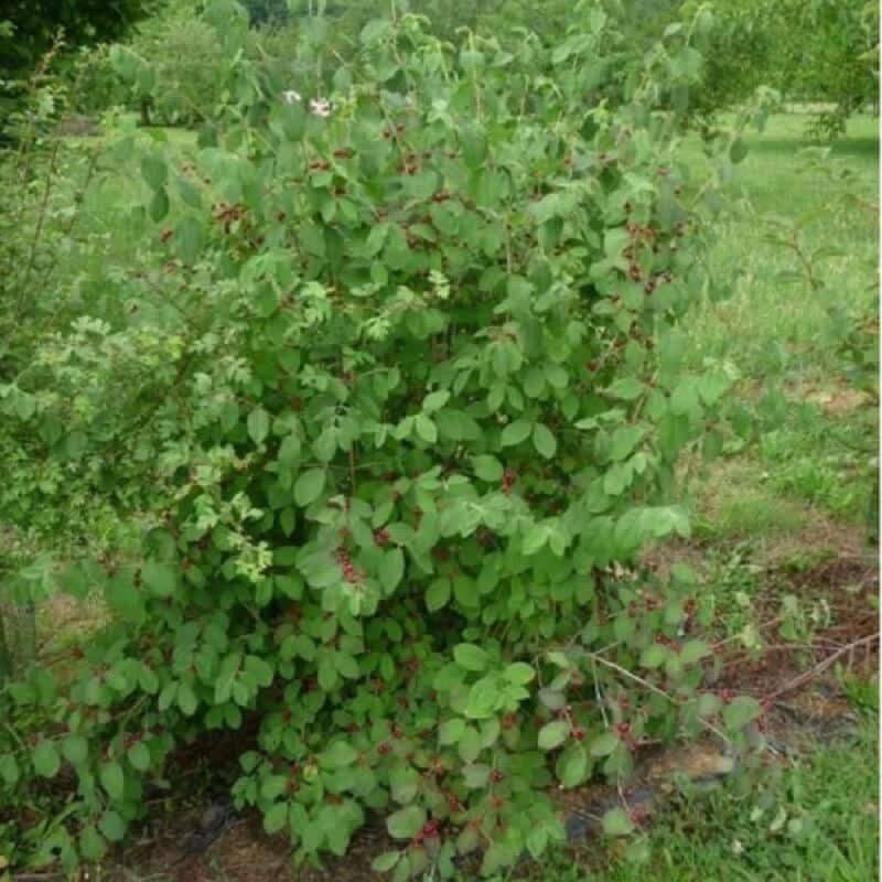 Chèvrefeuille des haies (Lonicera xylosteum) - Godet - Taille 30/50cm - Pépinières Naudet