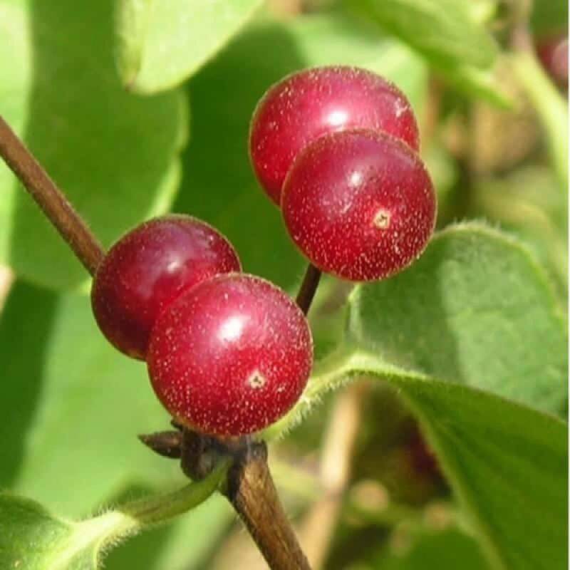 Chèvrefeuille des haies (Lonicera xylosteum) - Godet - Taille 30/50cm - Pépinières Naudet - Imagen 2