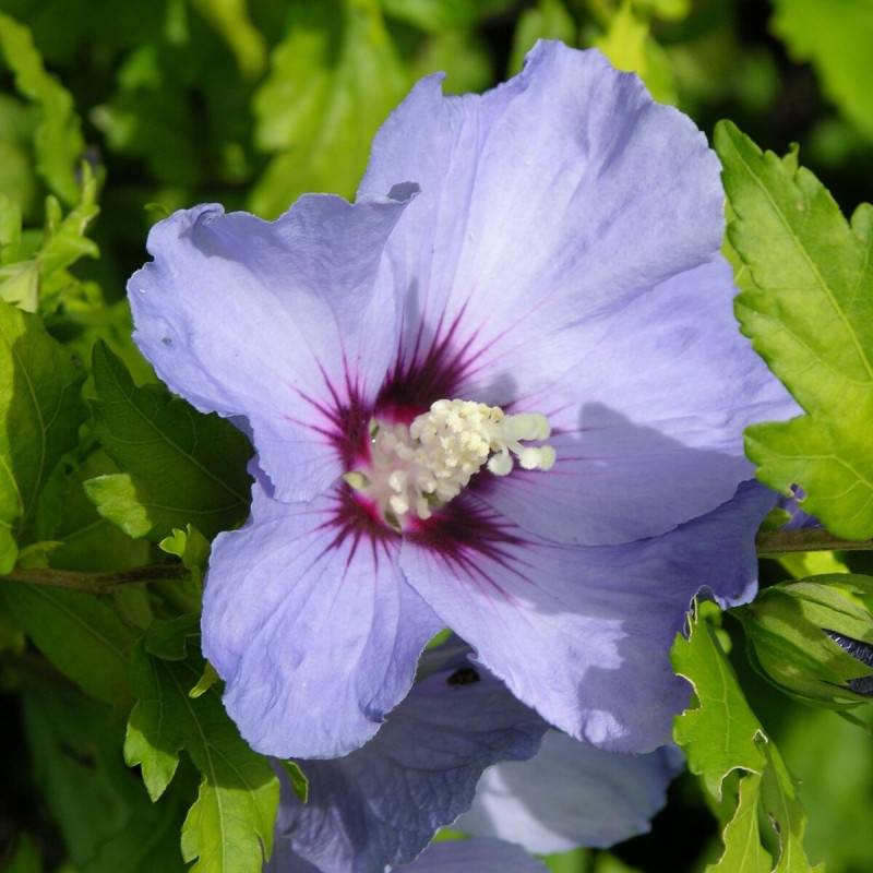 Hibiscus Oiseau Bleu, Althéa à fleurs Bleue - feuillage Caduc - Pot de 4L - 40/60 cm- hauteur à maturité De 1,50 m à 2,00 m - Image 1