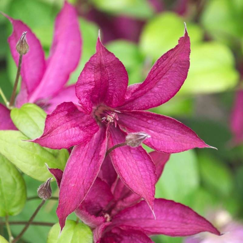 Clématite Saphyra® Nancy 'Cleminov15' à fleurs Rose - feuillage Caduc - Pot de 3L - Echelle bambou 60/120 cm-  hauteur à maturité De 1,00 m à 1,50 m - Image 5