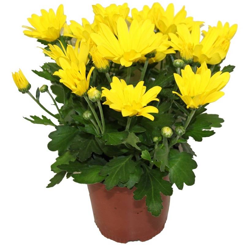 Horti-Flandre - Chrysantheme multifleur jaune pot 11 cm