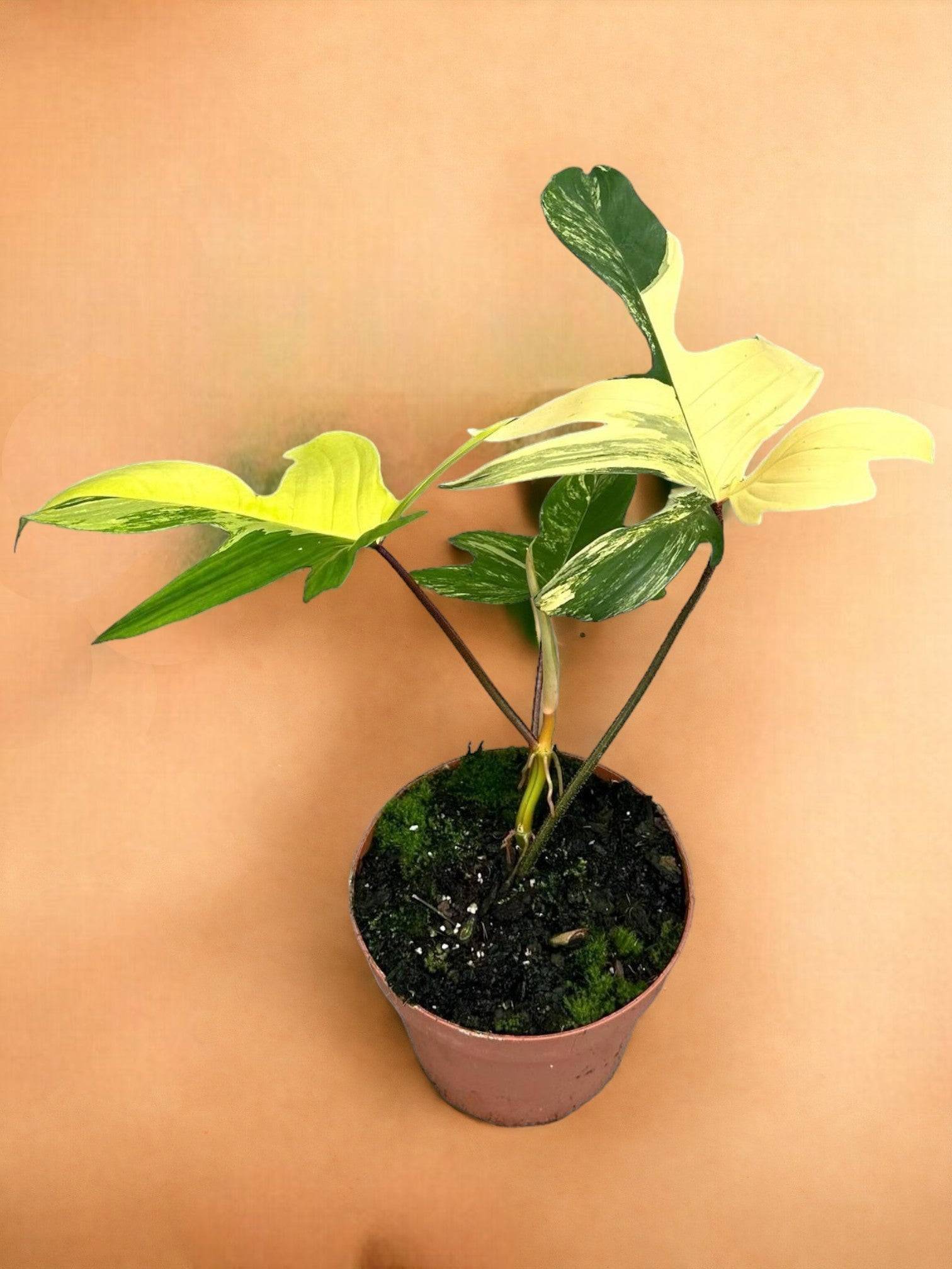 Philodendron Florida Beauty Variegata- La Green Touch