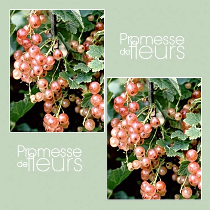 Promesse de Fleurs - Groseillier à grappes Gloire des Sablons rose Pot de 1L/1,5L, Buisson