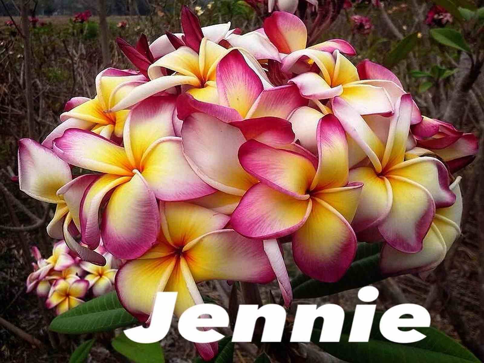 Sans Marque - Plumeria rubra "Jennie" (frangipanier) Taille:Pot de 2 litres ? 20/30 cm - Couleur floraison:Blanc/jaune/rose