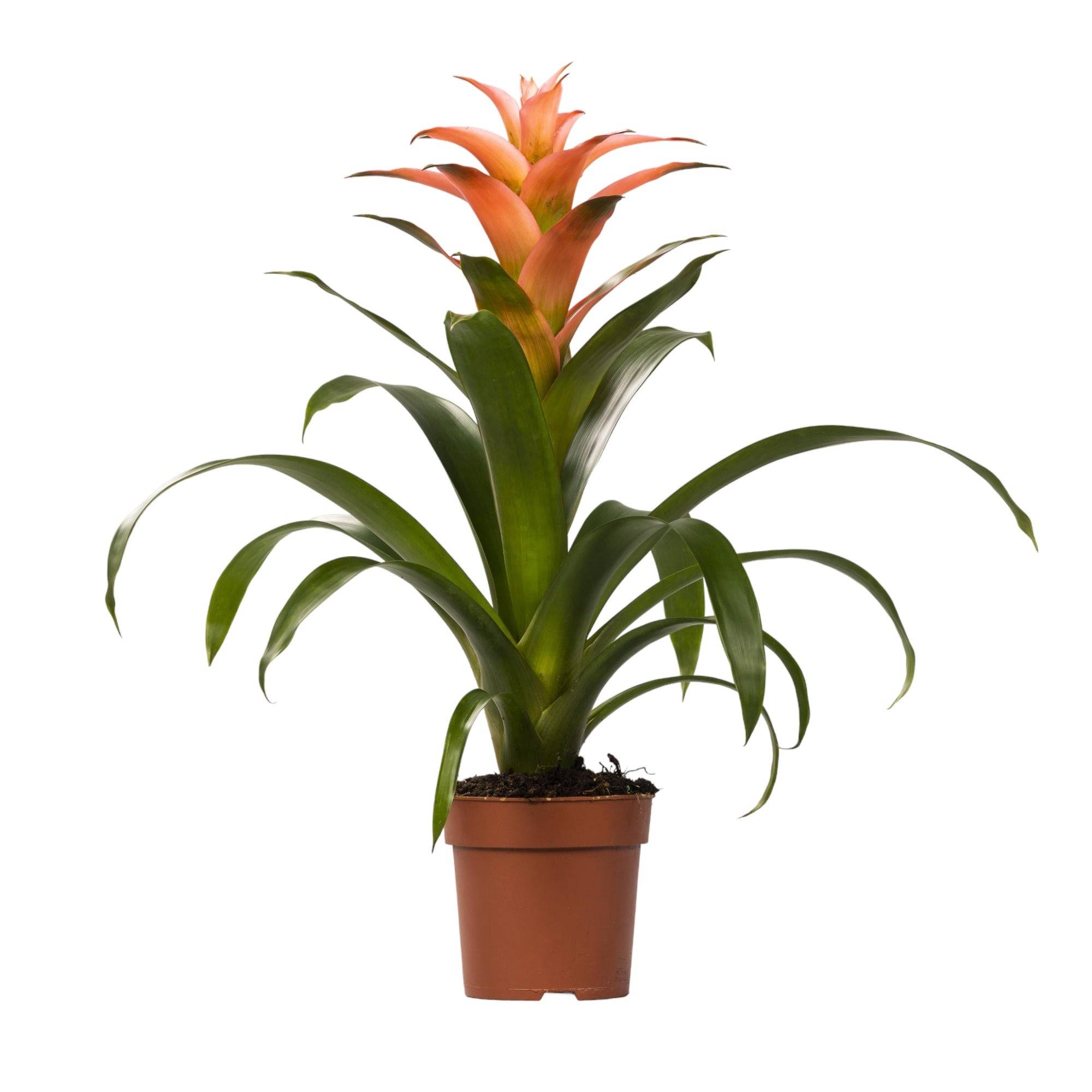 Bromelia Melissa 45cm - Plante d'intérieur- La Green Touch