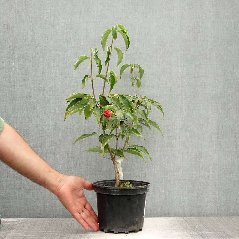 Cornus kousa Big Apple - Cornouiller du Japon Pot de 3L/4L - Image 2