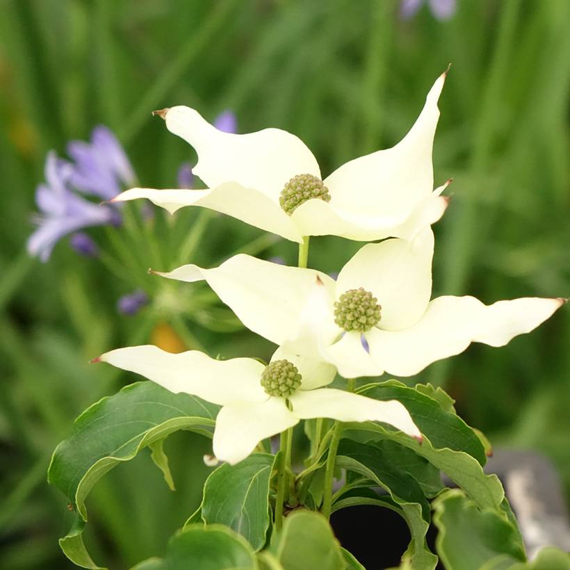 Cornus kousa Big Apple - Cornouiller du Japon Pot de 3L/4L - Image 1