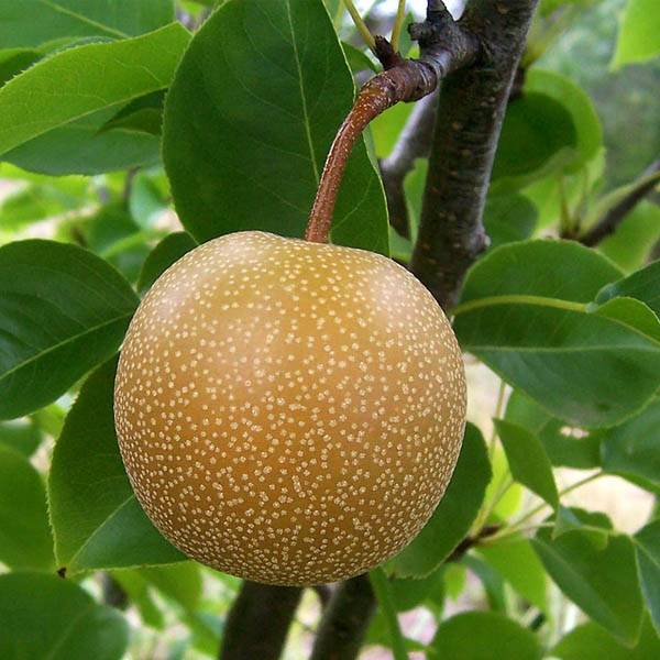 Nashi Shinseiki - Pyrus pyrifolia Pot de 7,5L/10L, Demi-Tige