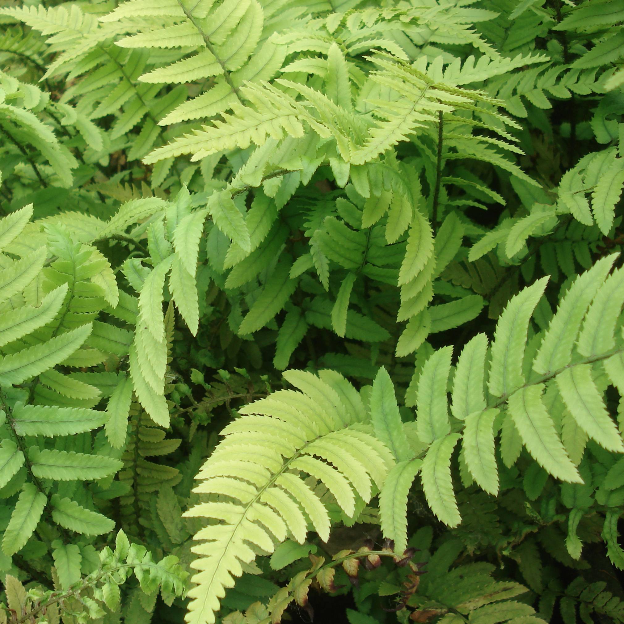 Promesse de Fleurs - Dryopteris atrata ou cycadina - Fougère Godet de 8/9 cm