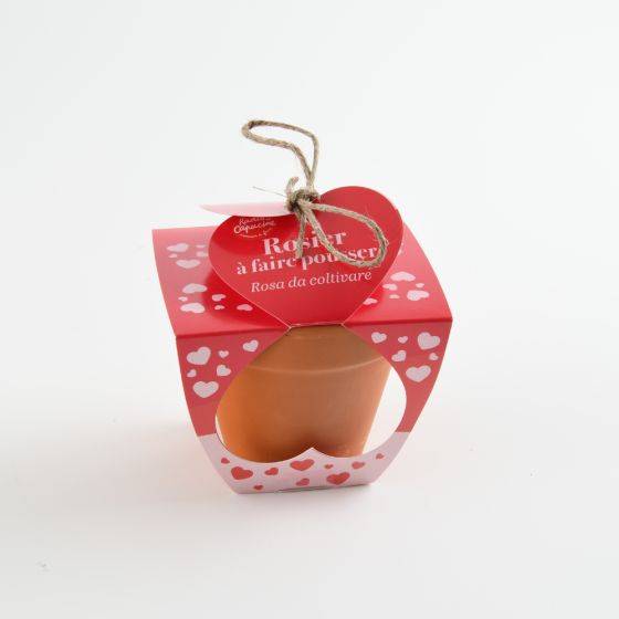 Radis et Capucine - Radis et Capucine - Pot en terre cuite - Amour - Rosier - 8 cm - Imagen 1