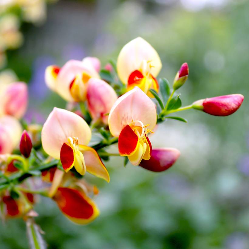 Promesse de Fleurs - Genêt à balais - Cytisus scoparius Goldfinch Godet de 8/9 cm
