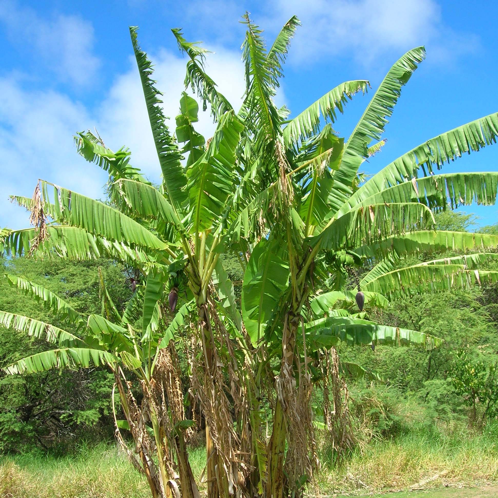 Promesse de Fleurs - Musa itinerans Mekong Giant - Bananier voyageur Pot de 2L/3L