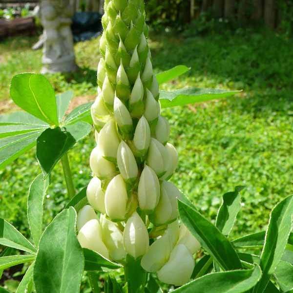 Promesse de Fleurs - Lupin La Demoiselle (Noble Maiden) blanc Godet de 7/8 cm