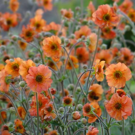 Promesse de Fleurs - Geum Totally Tangerine - Benoîte orange vif Pot de 1L/1,5L