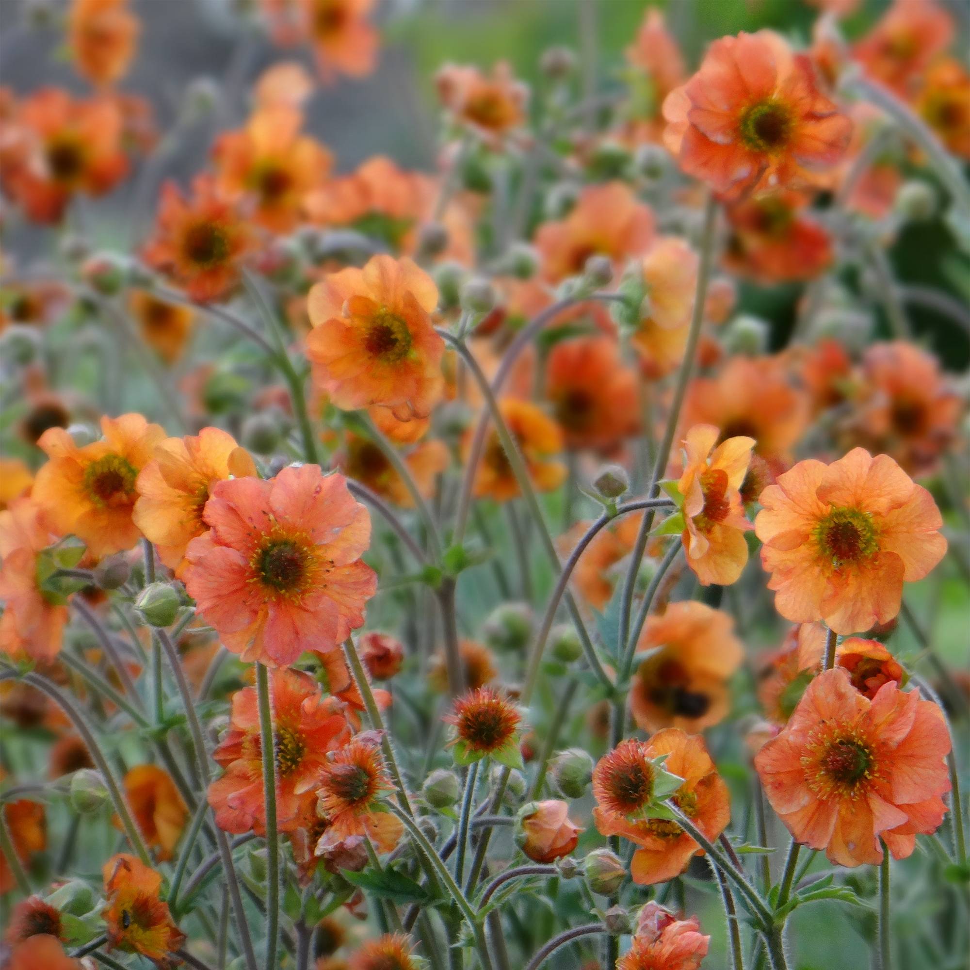 Promesse de Fleurs - Geum Totally Tangerine - Benoîte orange vif Pot de 1L/1,5L