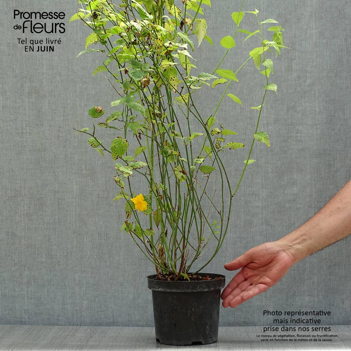 Kerria Japonica 'Pleniflora' Pot de 2L/3L - Imagen 2