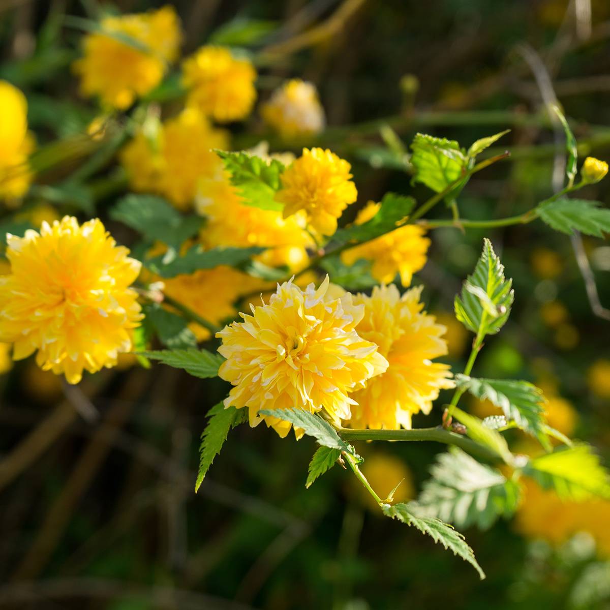 Kerria Japonica 'Pleniflora' Pot de 2L/3L - Imagen 1