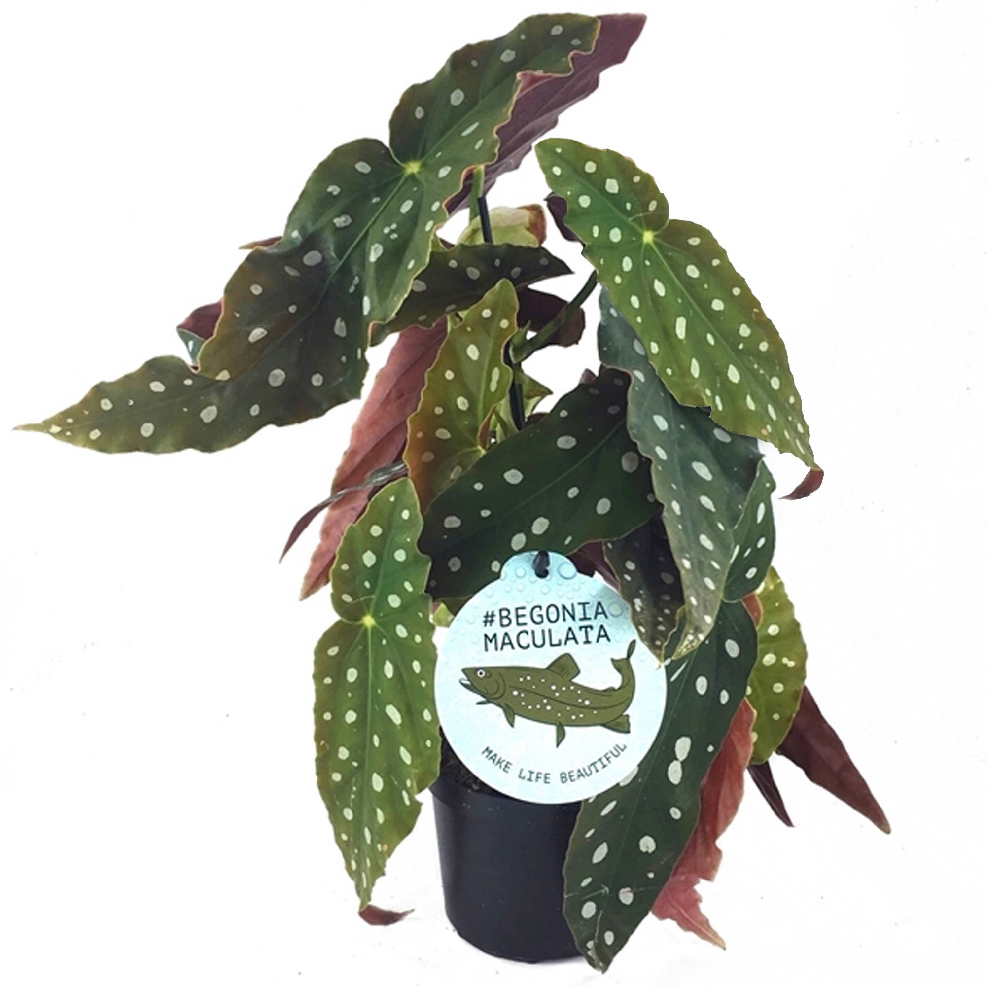 Gardenersdream - 20-30 Cm Begonia Maculé | Plante D’Intérieur Impressionnante Supérieure | Cadeaux Plantes - GardenersDream - Imagen 1