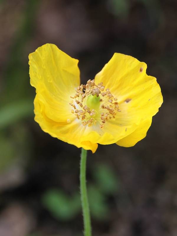 Pavot du Pays de Galles - Meconopsis cambrica Godet de 8/9 cm