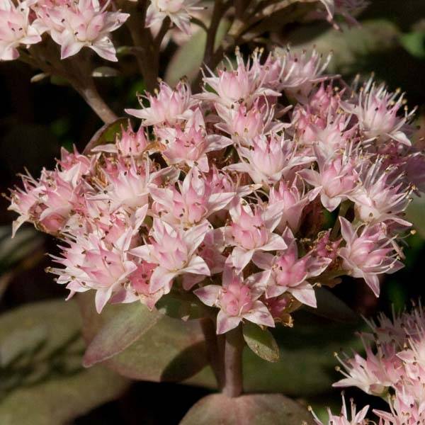Promesse de Fleurs - Sédum Matrona - Orpin Pot de 2L/3L