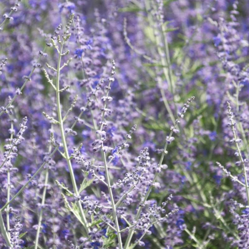 Lavande d'Afghanistan Blue Spire, Sauge Russe, Perovskia à fleurs Bleue - feuillage Persistant - Pot de 7,5L - 40/60 cm- hauteur à maturité De 0,50 m - Image 4
