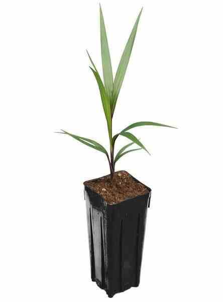 Sans Marque - Hyophorbe lagenicaulis (Palmier bouteille) Couleur floraison:Blanc - Taille:Pot de 7 litres ? 125/150 cm - Image 1