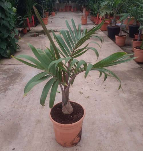 Sans Marque - Hyophorbe lagenicaulis (Palmier bouteille) Couleur floraison:Blanc - Taille:Pot de 7 litres ? 125/150 cm - Image 5