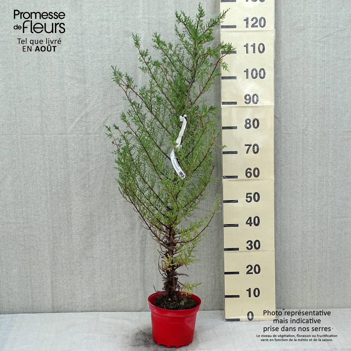 Cupressus macrocarpa - Cyprès de Lambert Pot de 2L/3L - Image 2